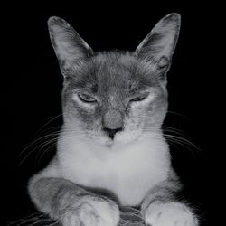 Close-up of cat against black background