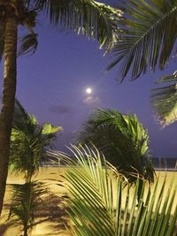 Palm trees against sky