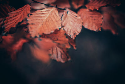 Close-up of autumn leaves