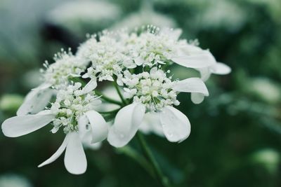 Close-up of white flowering plant in park