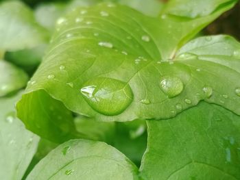 Close-up of raindrops on leaves