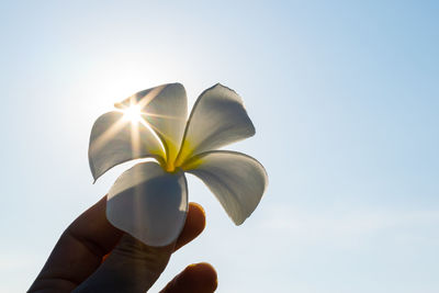 Close-up of hand holding white flowering plant against sky