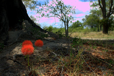 Plants growing on field against sky