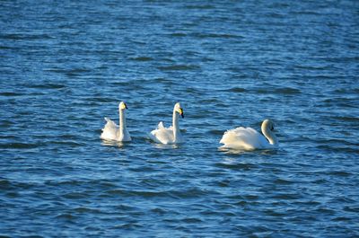 Swans swimming in lake