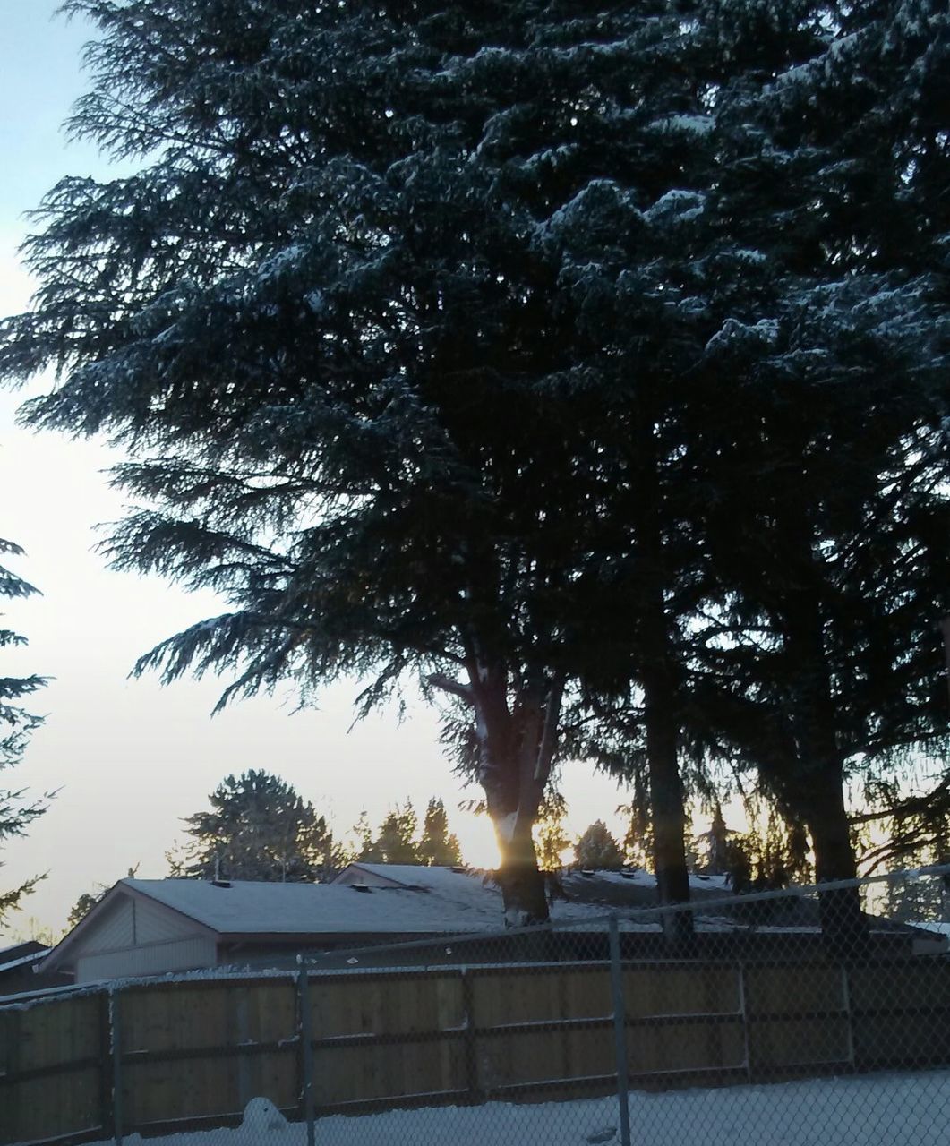 tree, plant, architecture, built structure, nature, building exterior, sky, no people, day, building, growth, roof, outdoors, winter, snow, cold temperature, sunlight, low angle view, house