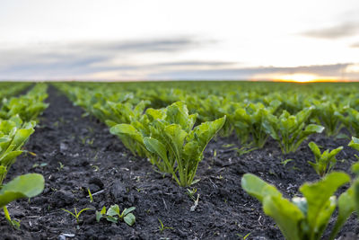 Close-up of plants growing on field