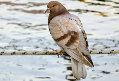 Close-up of bird perching on water