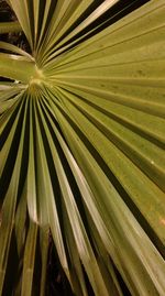 Full frame shot of plants growing outdoors