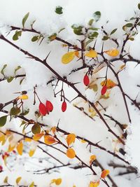 Close-up of berries growing on tree against sky