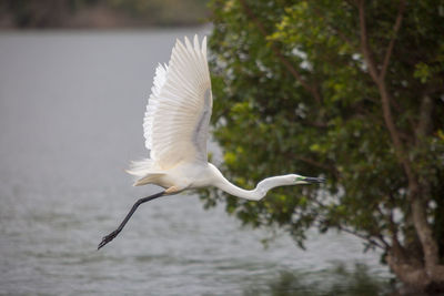 A snowy egret takes to the skies in front of a lake