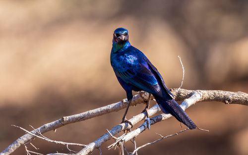 Close-up of bird perching on branch