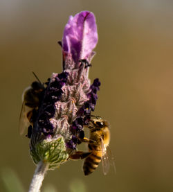 Close-up of bee pollinating on flower