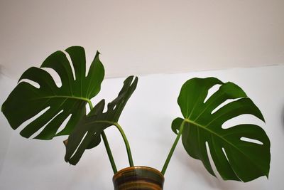 Close-up of potted plant against white wall