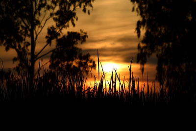 Silhouette plants on field against sky during sunset