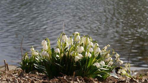 Close-up of fresh crocus blooming in lake