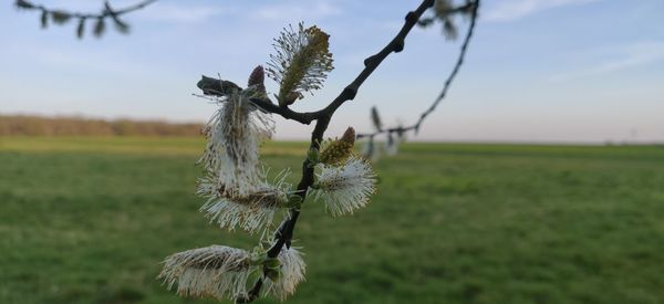 Close-up of plant growing on field against sky