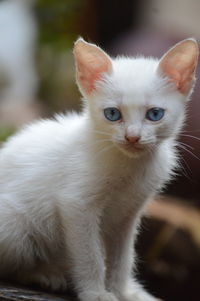 Close-up portrait of white cat