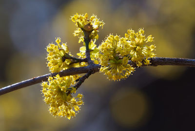 Close-up of yellow flowering plant