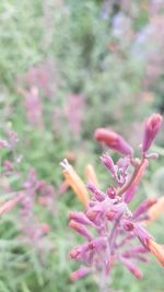 Close-up of pink flowering plant