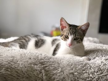 Portrait of cat resting at home