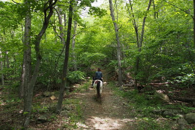 Rear view of woman on horse in forest