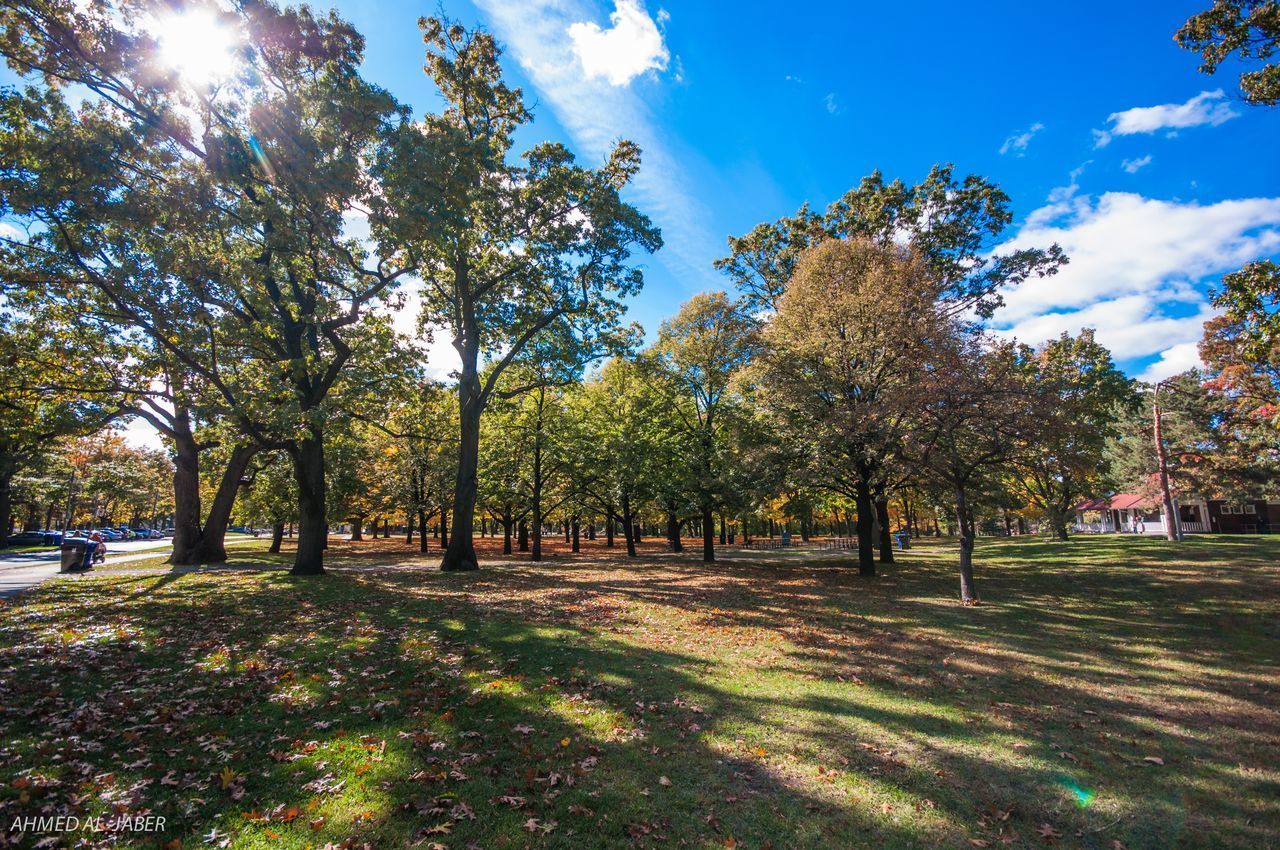 TREES ON FIELD AGAINST SKY