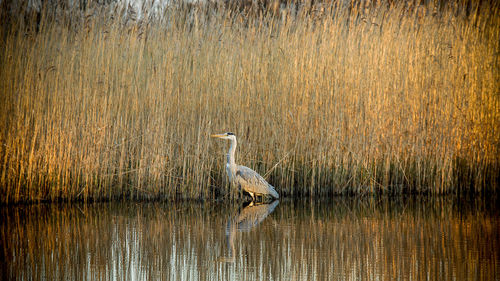 Close-up of birds in lake