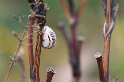 Close-up of snail on plant