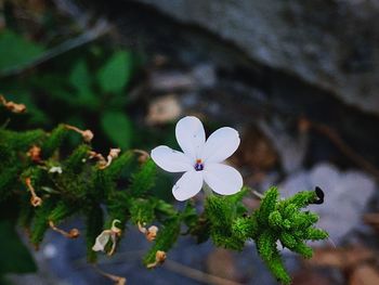 High angle view of white flowers blooming outdoors