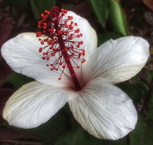 Close-up of flower blooming outdoors