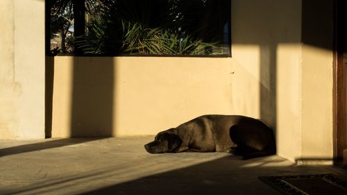 Close-up of dog relaxing