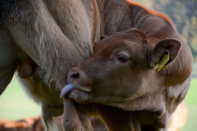 Close-up of cow