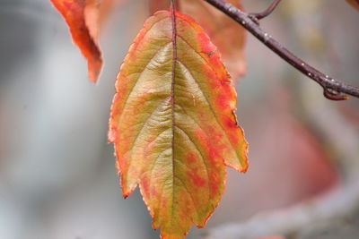Close-up of maple leaf during autumn