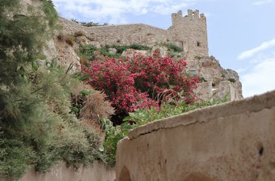 Pink flowering plants by wall against sky