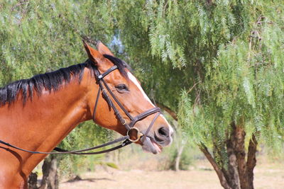 Side view of horse standing against trees