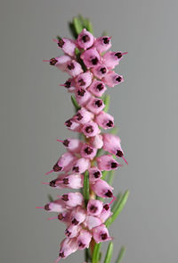 Close-up of pink flowering plant against white background