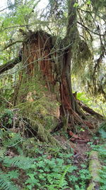 Trees in forest