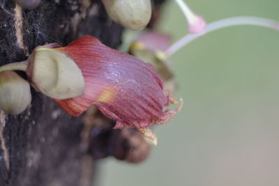 Close-up of berries on tree