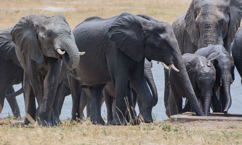 Elephants by river