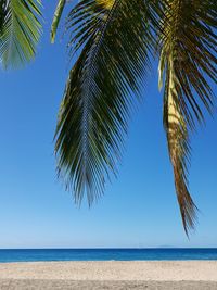 Palm tree by sea against clear blue sky