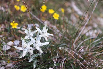 Close-up of fresh white flowers