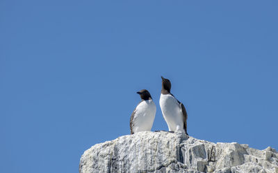 Low angle view of birds on rock