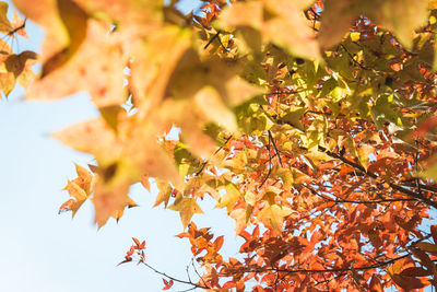 Low angle view of maple tree