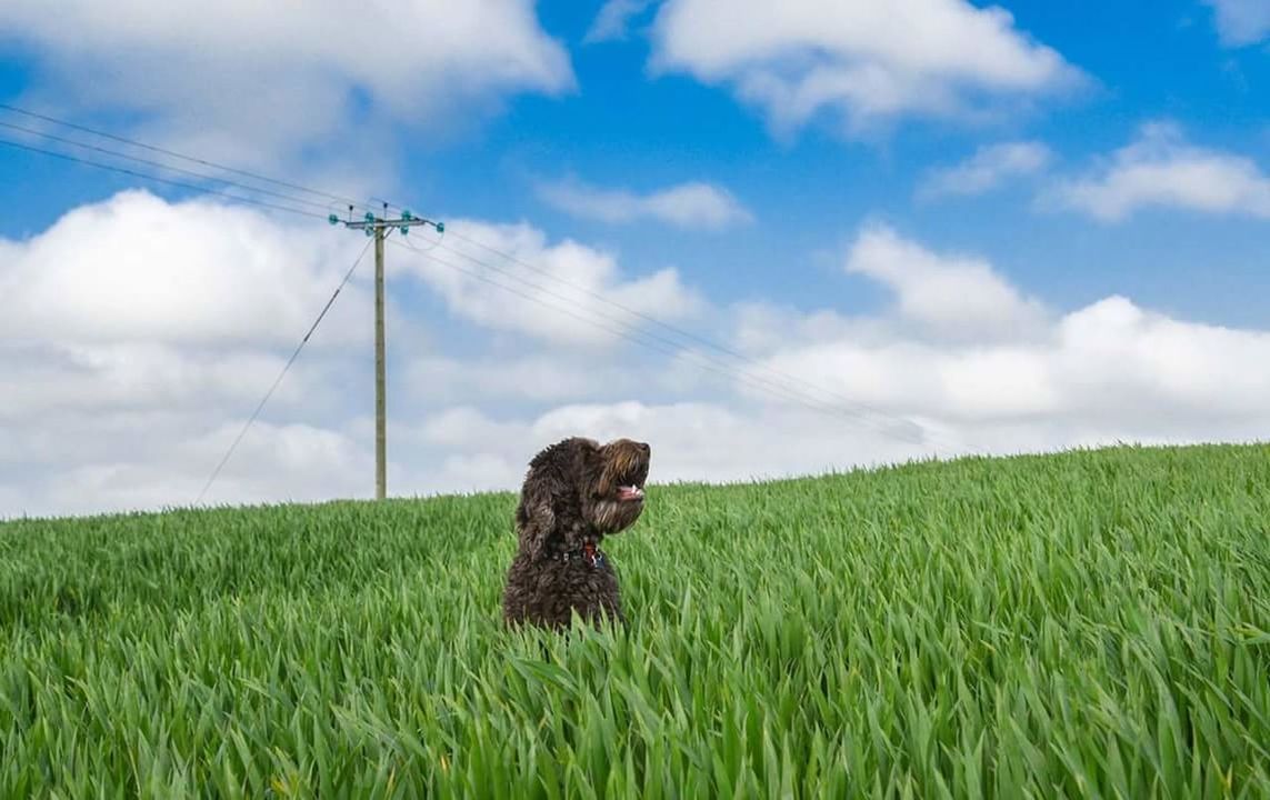 SHEEP SITTING ON FARM AGAINST SKY