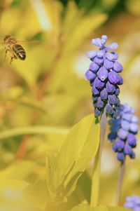 Close-up of flying bee purple and purple muscari flower