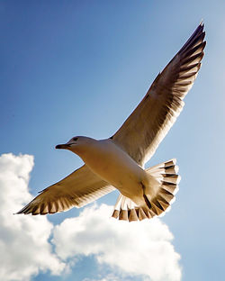 Low angle view of birds flying in sky