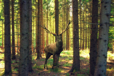 Deer in forest