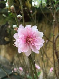 Close-up of pink flower blooming outdoors