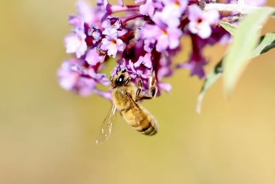 Close-up of insect on purple flower