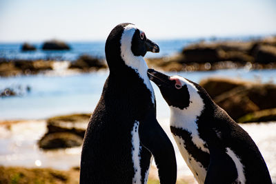 Close-up of penguins against sea